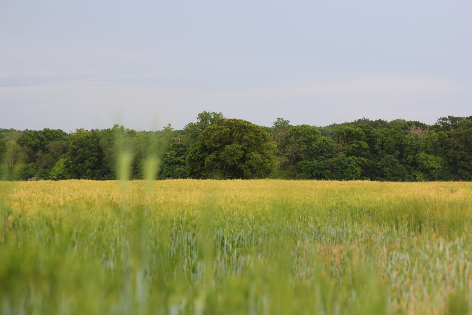 Meadow in the breeze