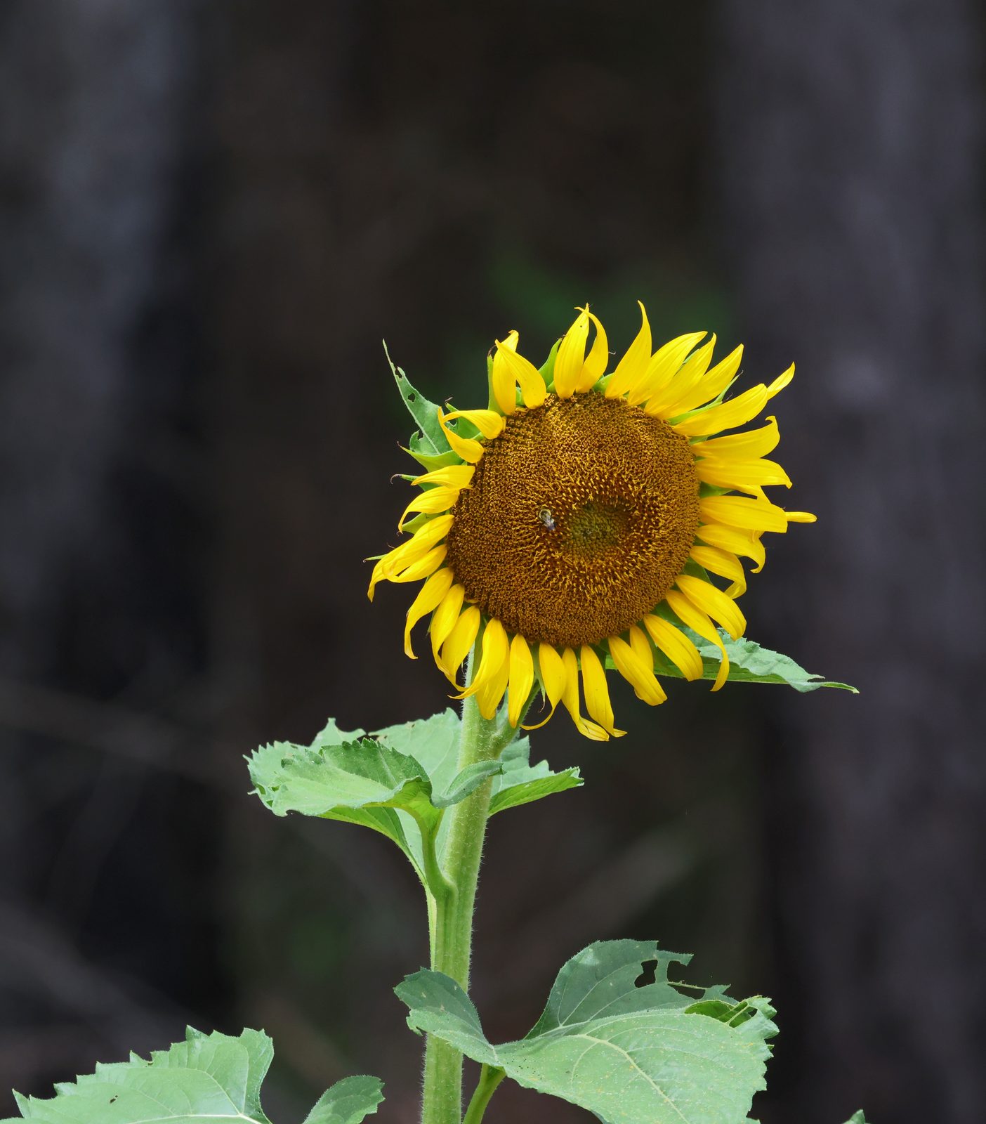 Single sunflower against the forest