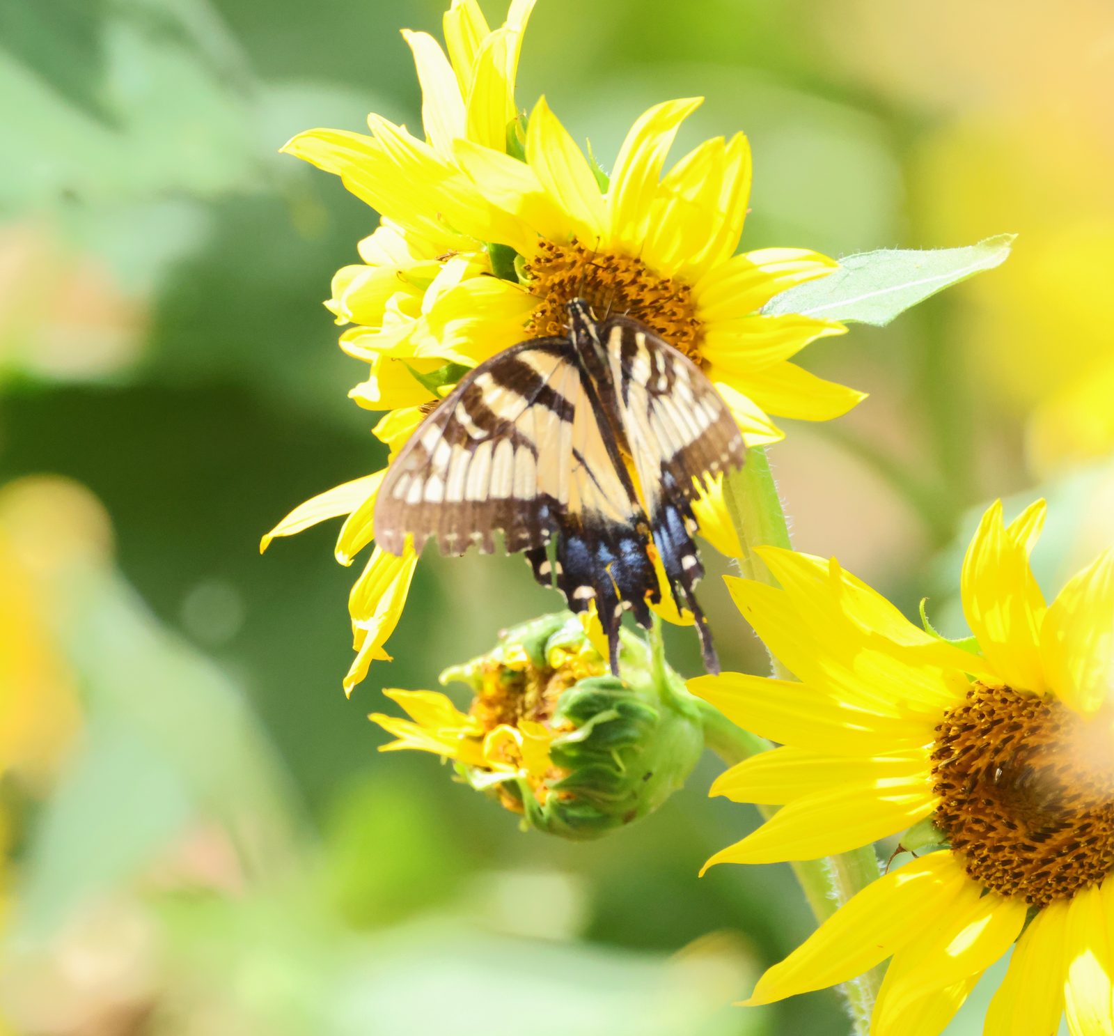 Butterfly on sunflowers