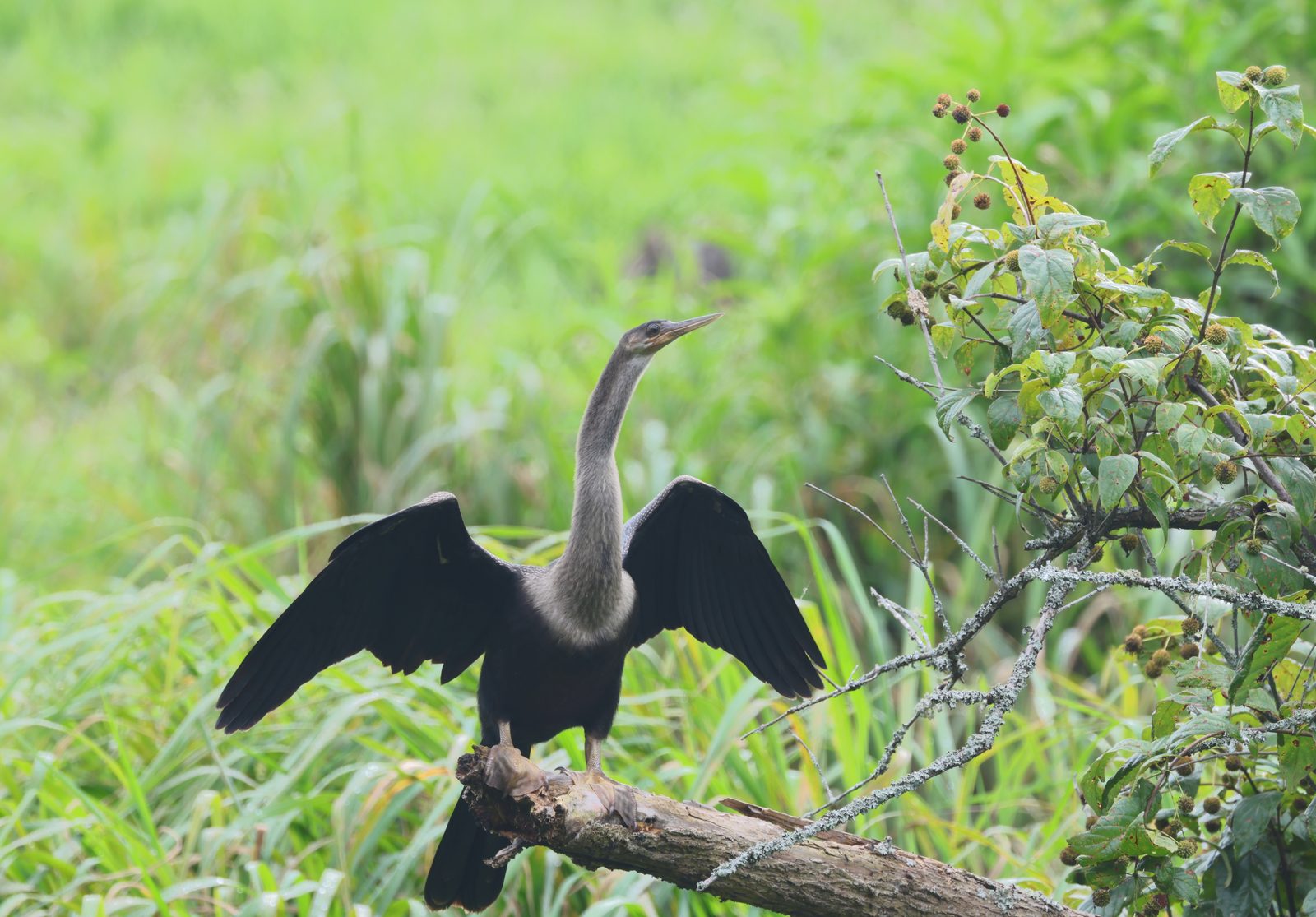 Bird spreading its wings