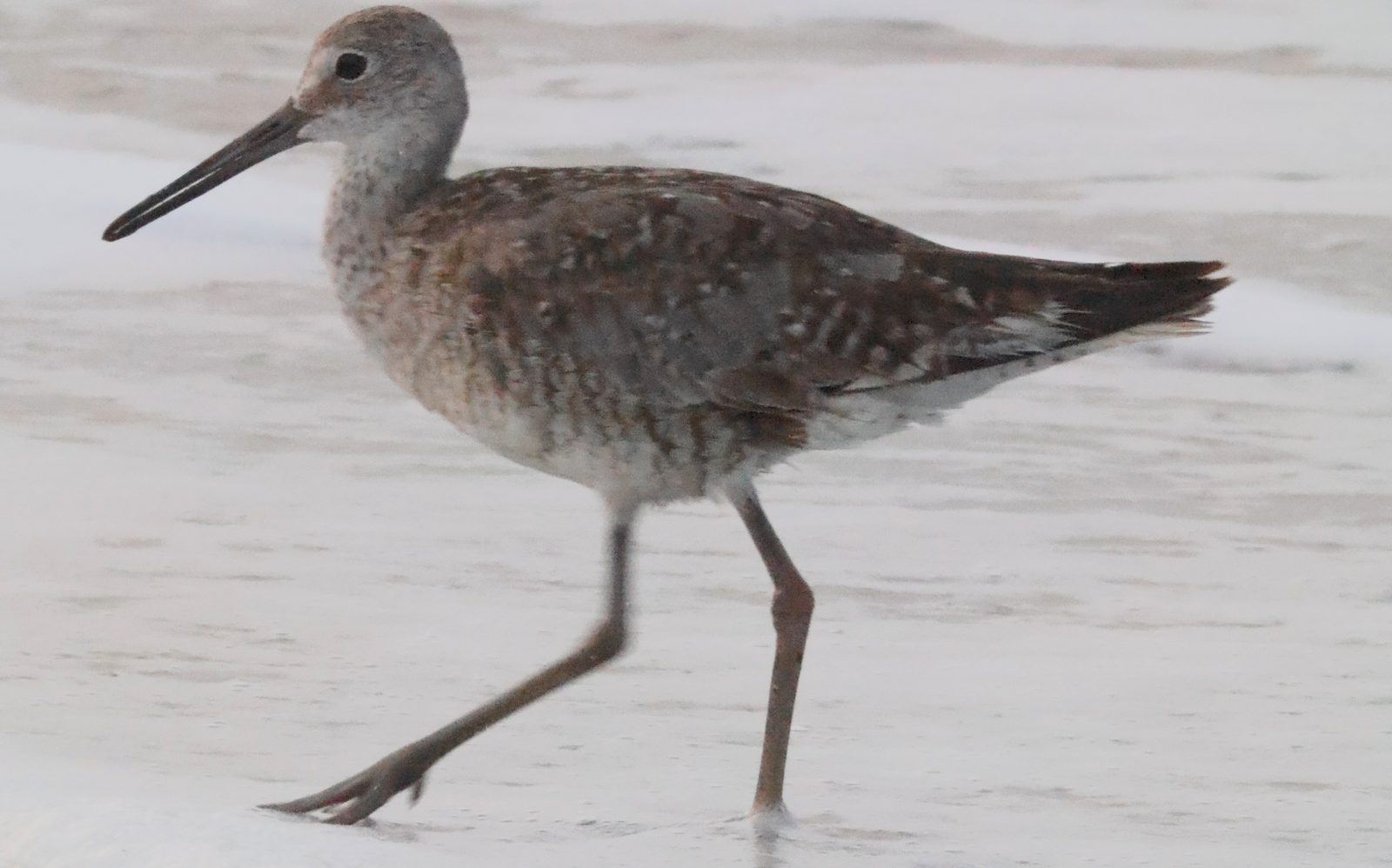 Shorebird in motion