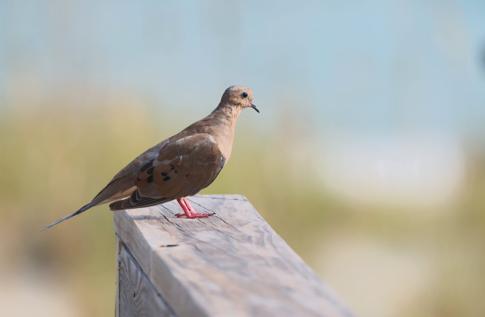 Dove on the boardwalk