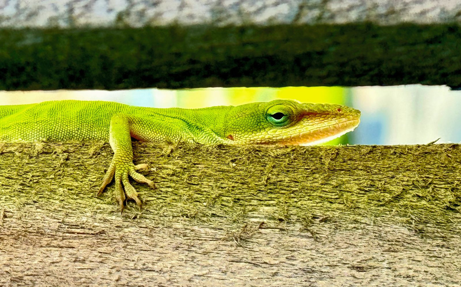 Green anole on wood