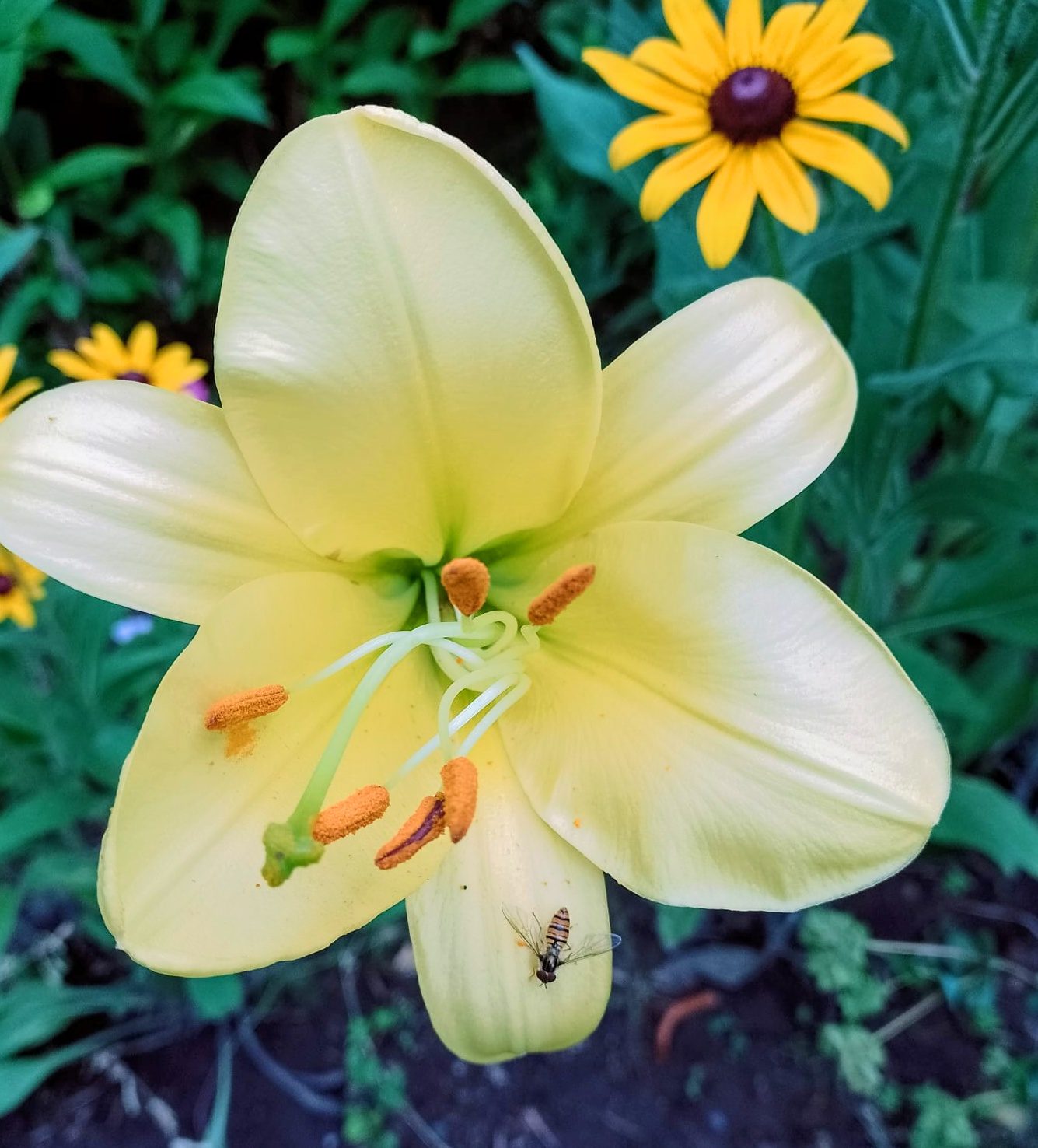 Lily among summer flowers