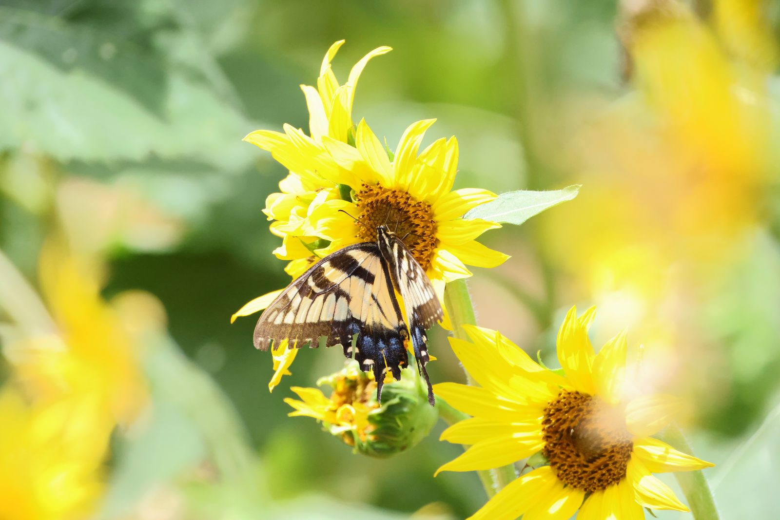 Butterfly on sunflowers