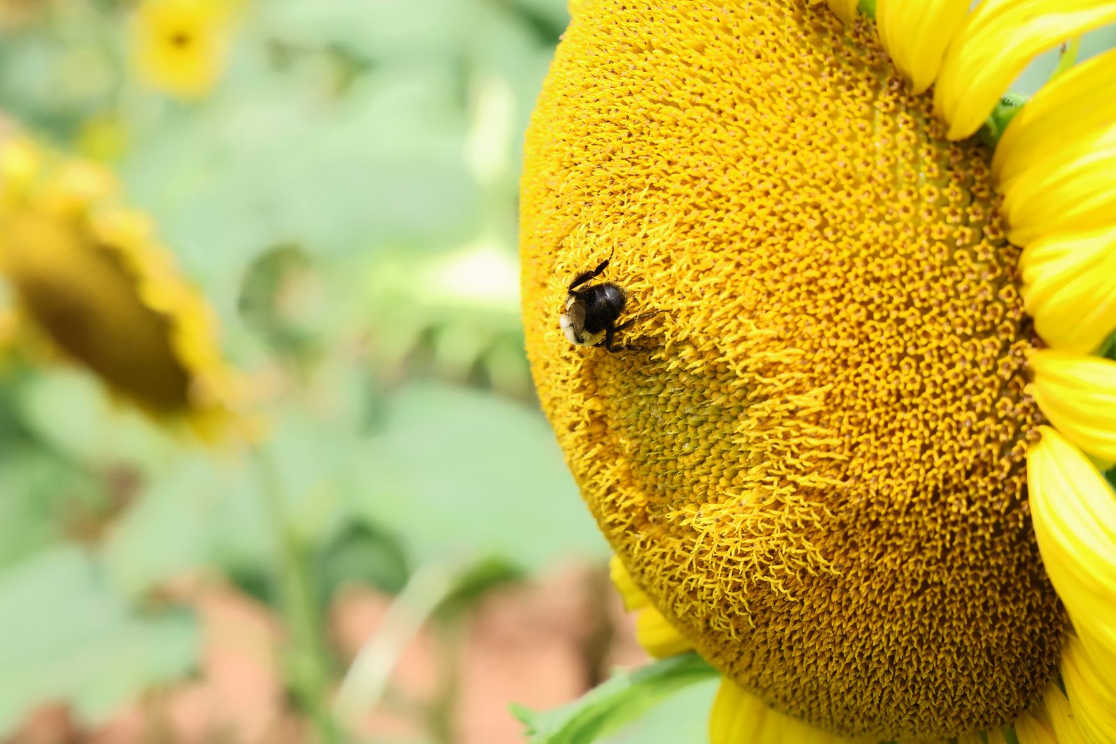 Bee on a sunflower