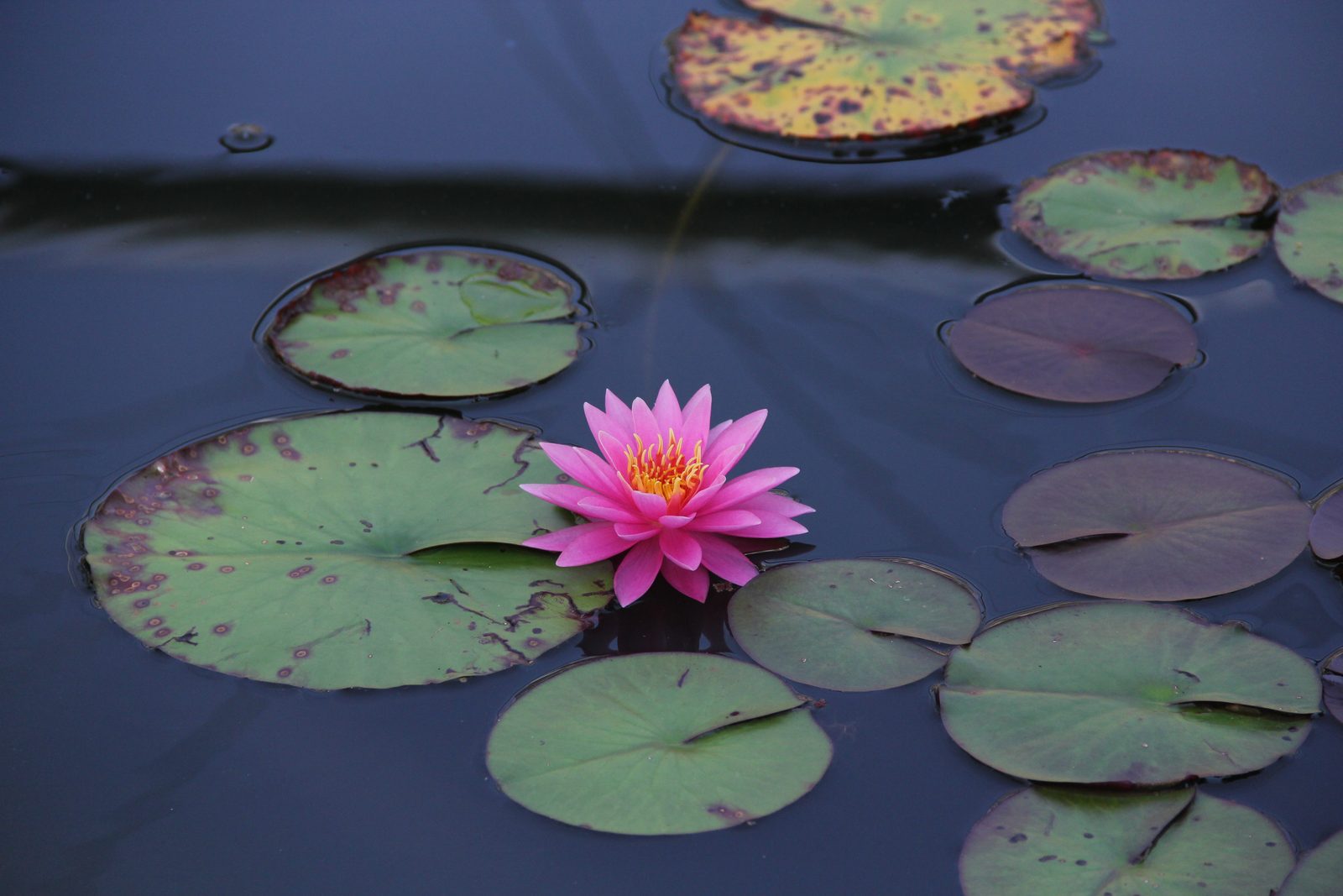 Water lily