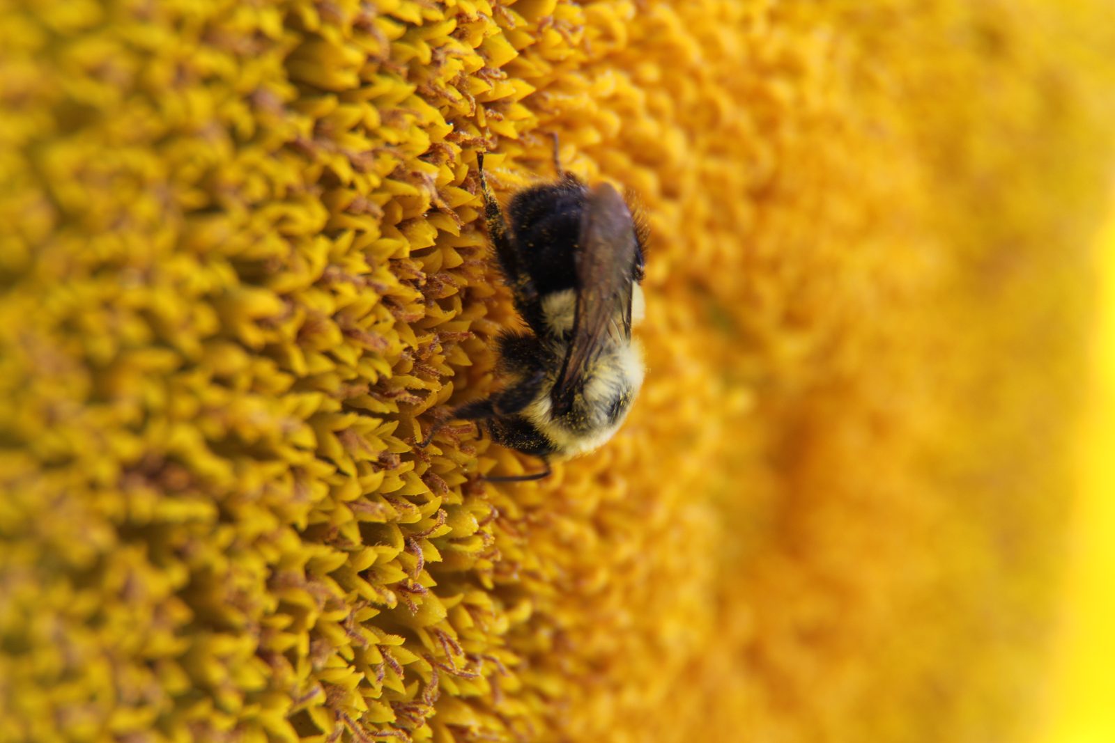 Busy among the seeds