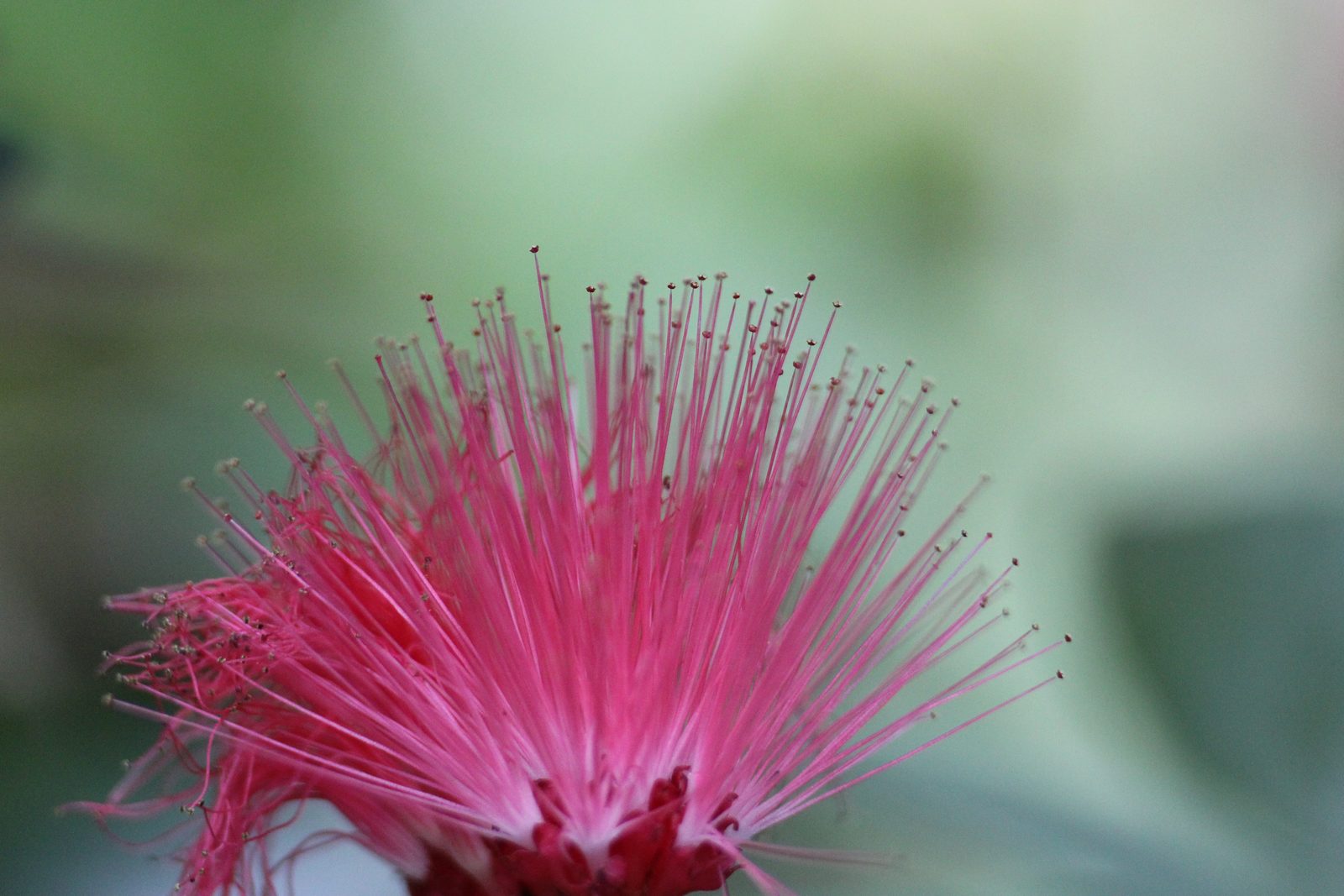 Fine pink threads