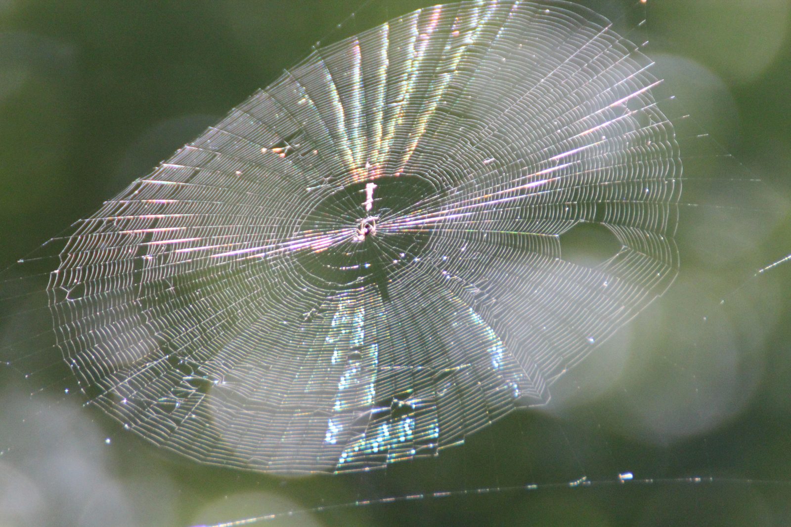 A web in the light