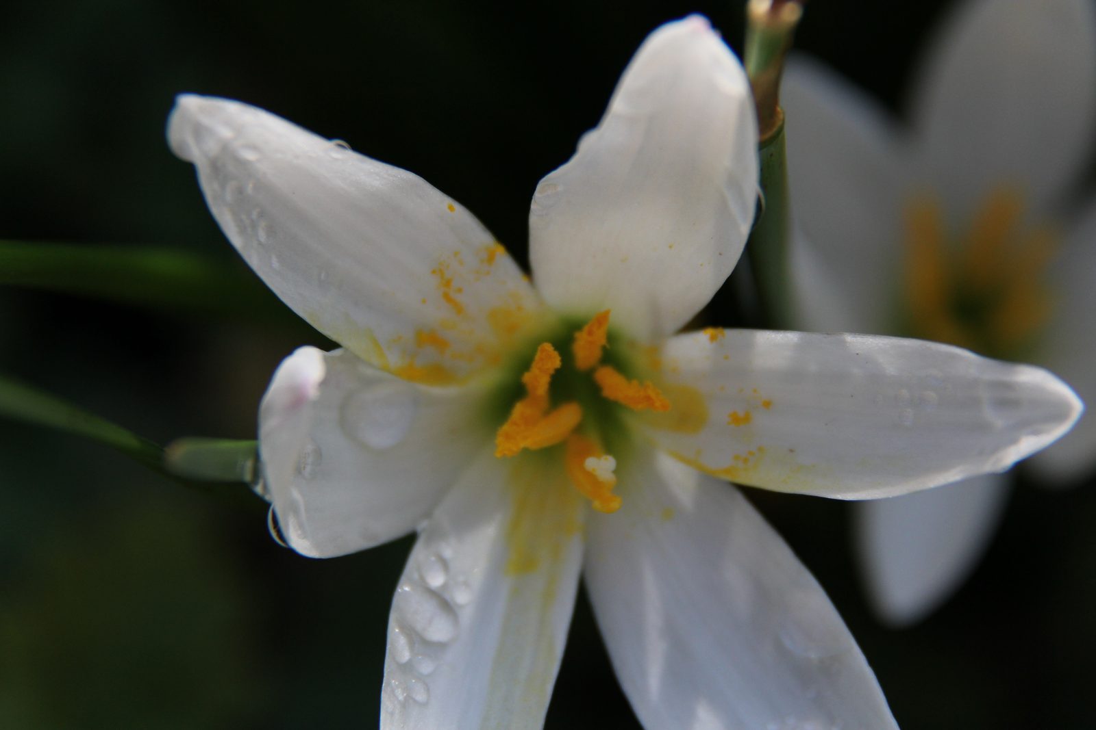 White petals
